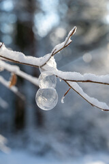 Frozen soap bubbles on a branch covered in snow, on a cold winter day