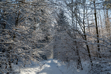A forest path covered in snow on a cold winter day