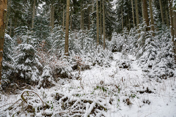 A forest with fir trees in winter with lots of snow
