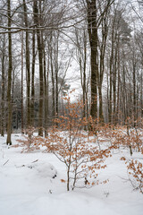 Young beech tree with withered leaves in a winter forest with snow