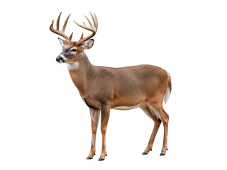 Obraz premium A majestic buck with large antlers stands proudly on a white background.