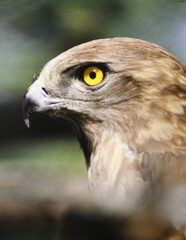 Obraz premium primeros planos de un aguila culebrera