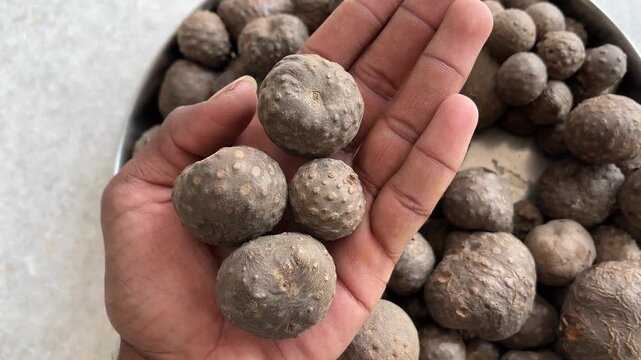 Person holding harvested air potatoes (Dioscorea bulbifera) in hand