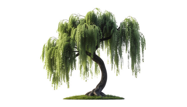 Weeping willow tree isolated on transparent background