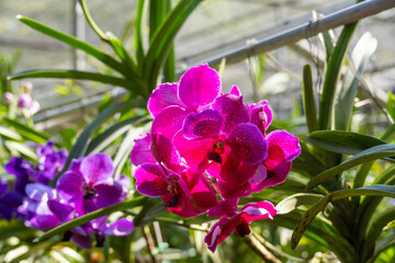 Beautiful orchids in their natural habitat close-up in Thailand