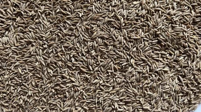 Close-up texture of a large quantity of dried cumin seeds (Jeera) spread out