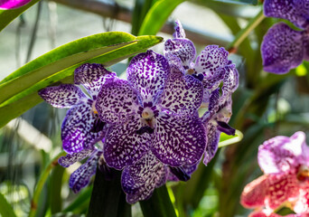 Beautiful orchids in their natural habitat close-up in Thailand