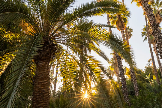 Sunlight streams through palm trees, creating a starburst effect. Jardin Majorelle,Marrakech,Morocco