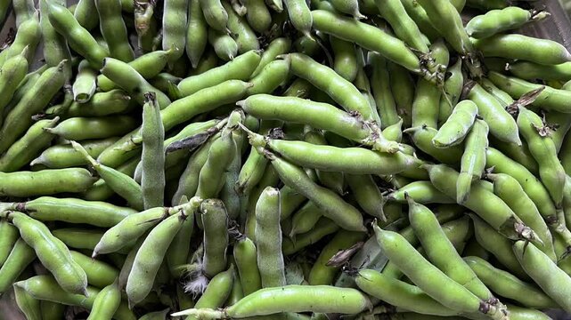 Fresh green broad beans (fava beans) harvested in a metal tray