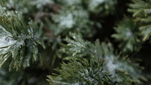 Closeup slow motion video of pine tree or fir tree in winter covered with ice and snow. Christmas holidays vibe. Beautiful Christmas aesthetics.