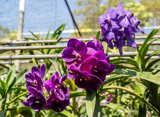 Beautiful orchids in their natural habitat close-up in Thailand