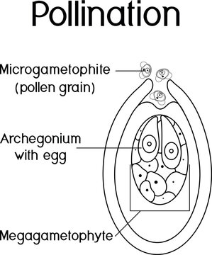 Coloring page with pollination in spruce. Female and male gametophytes on white background	
