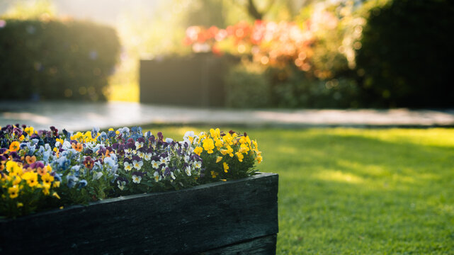Colorful pansy flowers in wooden planter box with morning dew and bokeh background