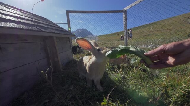 Lapin aux grandes oreilles