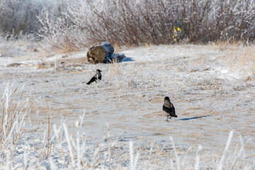 Fototapeta premium wild birds in the wild