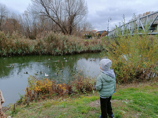Child in jacket standing by river and watching ducks in autumn. Concept of childhood, wildlife observation, family outdoor activity.