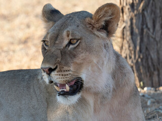 L&ouml;we, Panthera leo