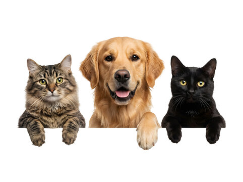 Adorable trio of a Golden Retriever dog and two domestic cats peeking curiously over a bottom edge banner against a stark black background