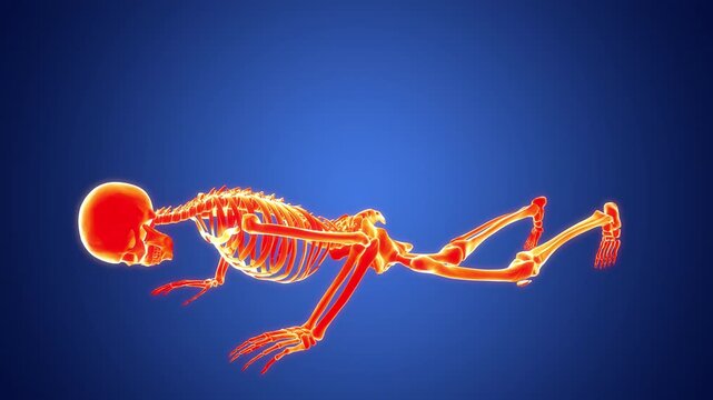 Human Skeleton System Exercising Knee Pushups Anatomy Animation Concept