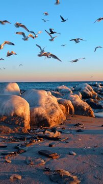 Sandy beach with boulders covered with thick ice. Sea gulls fly over the shore in winter at sunset. Vertical video.