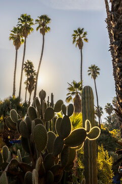 Sunlit cacti and palm trees against a bright sky. Jardin Majorelle,Marrakech,Morocco
