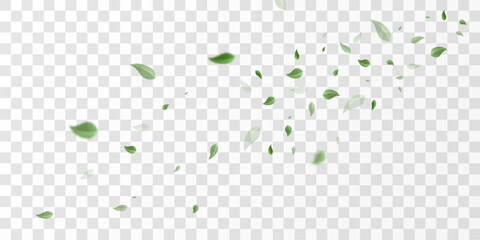 Flying green leaves on transparent  PNG background. Environment and ecology backdrop concept. © kulinskaia