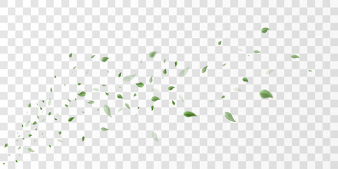 Flying green leaves on transparent  PNG background. Environment and ecology backdrop concept. © kulinskaia