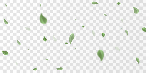 Flying green leaves on transparent  PNG background. Environment and ecology backdrop concept. © kulinskaia