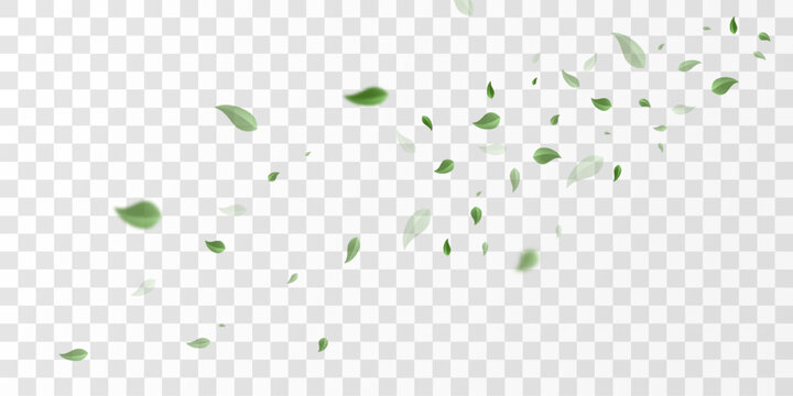Flying green leaves on transparent  PNG background. Environment and ecology backdrop concept.