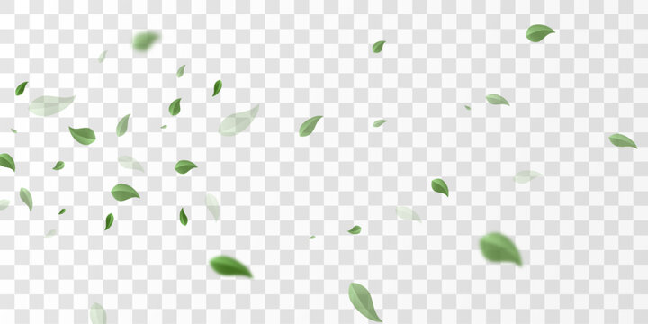 Flying green leaves on transparent  PNG background. Environment and ecology backdrop concept.