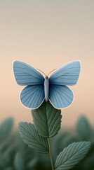 Early morning butterfly concept, A beautiful blue butterfly resting on a green leaf.