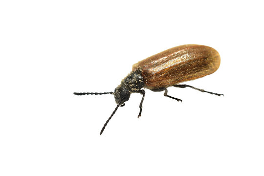 The common hairy beetle is isolated on a PNG background.