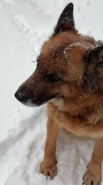 German Shepherd dog standing in snow during winter, close up portrait of loyal domestic pet in cold weather environment
