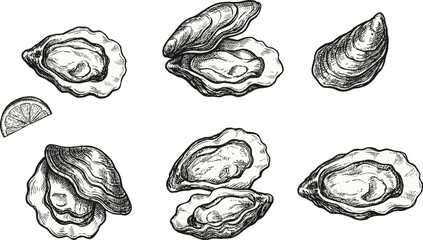 Hand drawn oyster shell illustration set, vintage seafood engraving style sketches, marine mollusk collection, black ink line art design © LatifunNahar