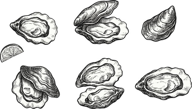Hand drawn oyster shell illustration set, vintage seafood engraving style sketches, marine mollusk collection, black ink line art design