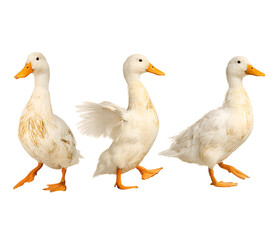 Obraz premium Three white ducks walking in a row on transparent background