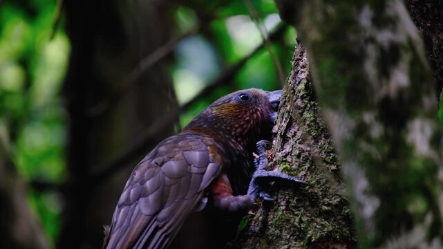 New Zealand kākā parrot bird removing tree bark with sharp beak in forest within Zealandia Te Māra a Tāne Wellington, NZ Aotearoa