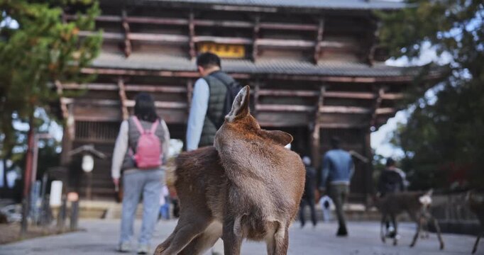 Young deer standing in front of ancient Japanese structure with tourists - medium, steady cam shot