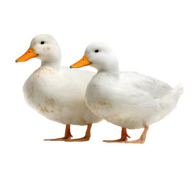 Obraz premium Two white ducks standing side by side on transparent background