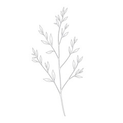 Minimalist Botanical Line Art: Delicate Twig with Leaves, Simple Elegant Design
