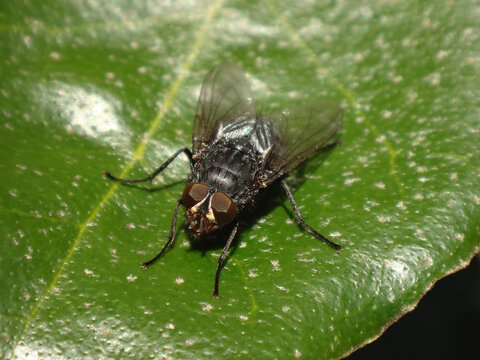 Blue bottle fly (Calliphora vicina), male sitting on oleaster leaf
