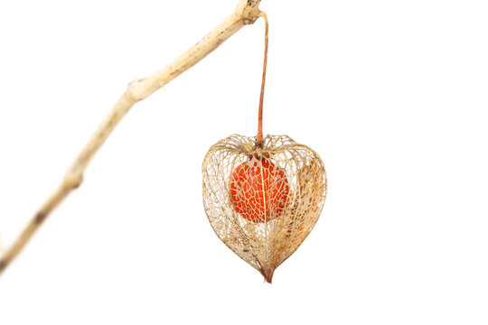 Chinese lantern or Physalis with filigree seed pod texture isolated on white background.