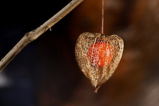 Close-up of a Chinese lantern skeleton, also known as bladder or winter cherry, on a twig.