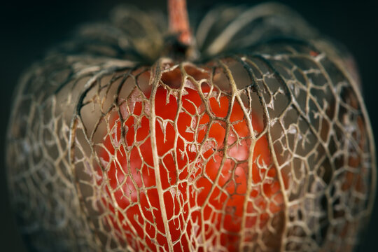 Macro shot of a seed pod from a Chinese lantern revealing a bright orange cherry inside the filigree skeleton.