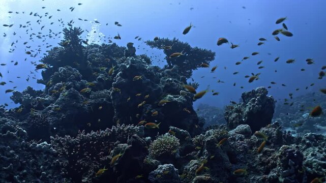 Red Sea reef dominated by Scleractinian (stony) corals, large Acropora table corals and a dense shoal of Lyretail Anthias (Pseudanthias squamipinnis).
