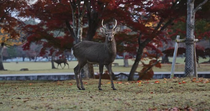 Grown male deer looking around Japanese autumn park then at camera - medium shot