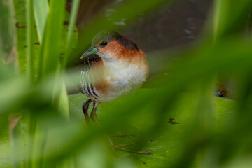 Rufous-sided crake