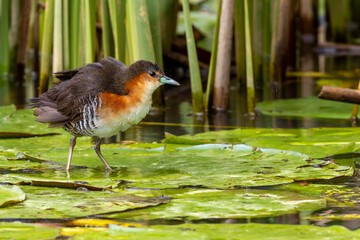 Rufous-sided crake in the water