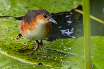 robin on the grass