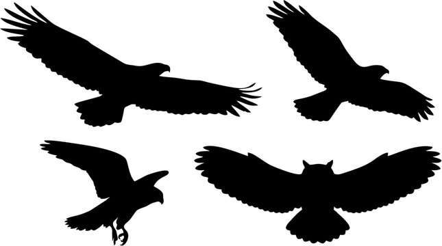 Flying bird of prey silhouettes collection with eagle hawk falcon and owl in flight solid black vector shapes on white background